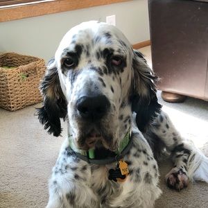 Meet your Posher, Susan